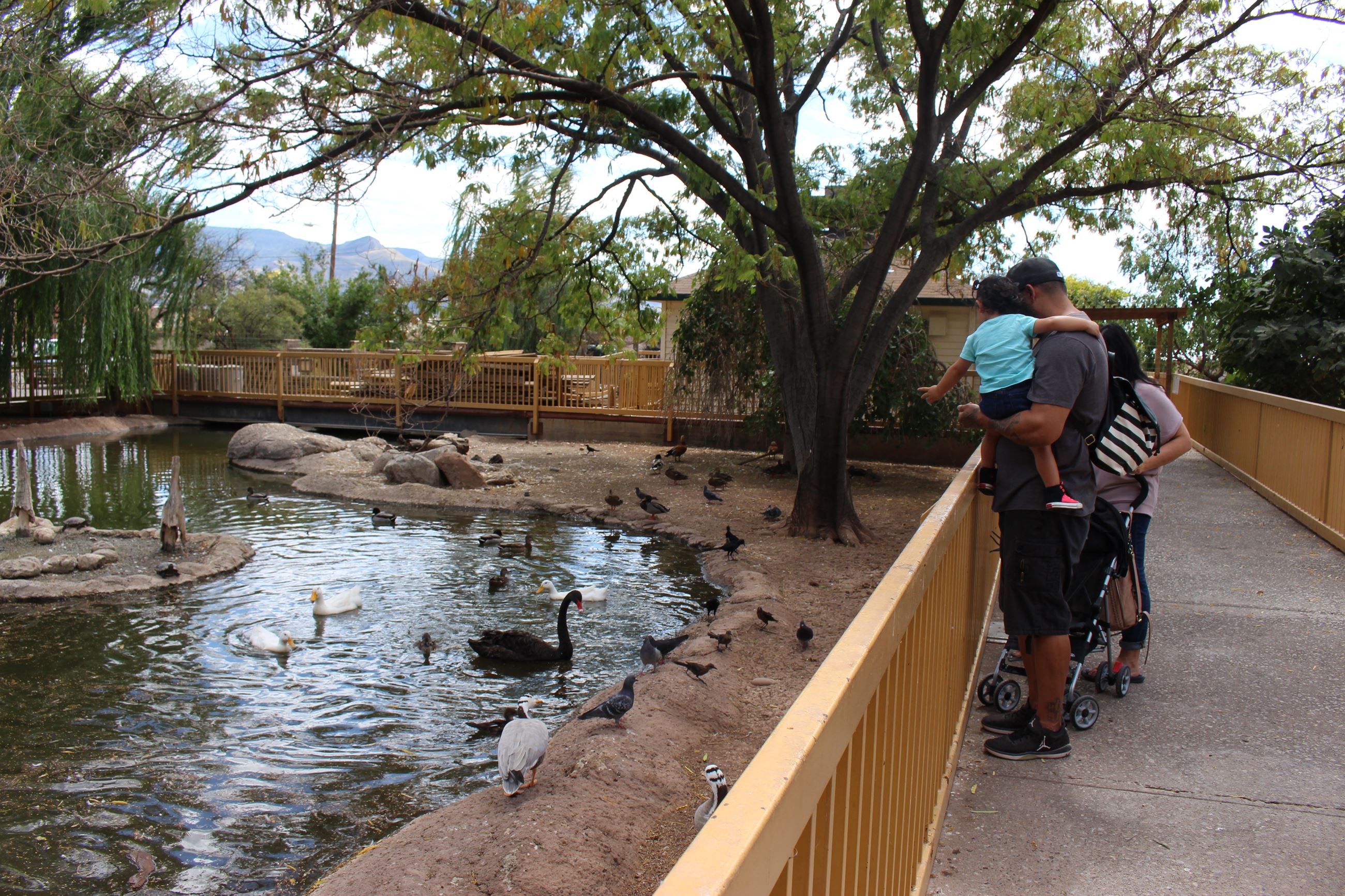 A family looks at the birds in the duck pond at the zoo.