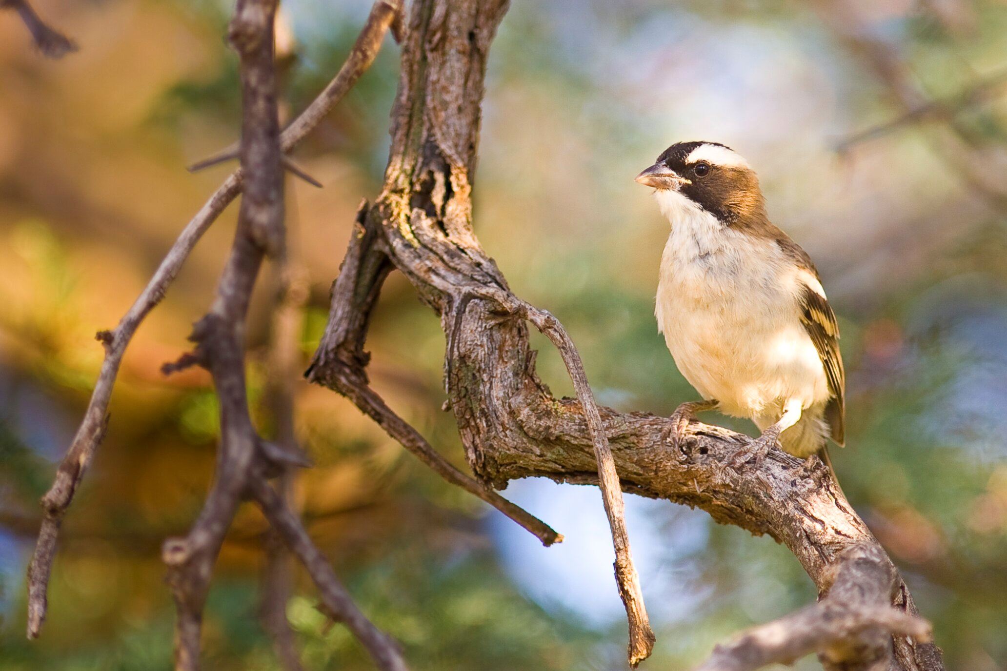 Bird standing on a branch